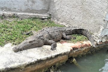 YS Falls and Black River Safari Tour from Montego Bay
