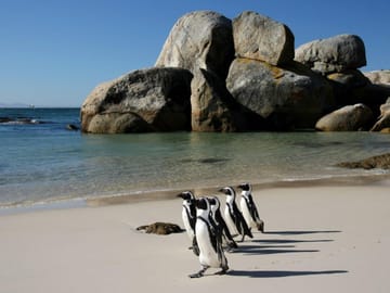 12-Day Cape Town, Kruger Park and Garden Route Tour