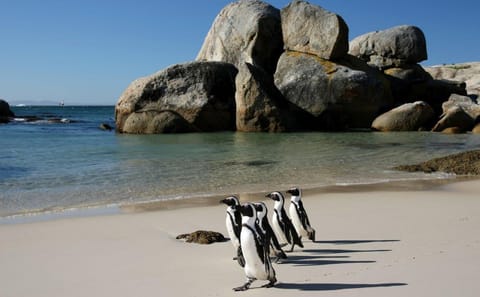 12-Day Cape Town, Kruger Park and Garden Route Tour