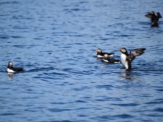 Reykjavík Classic Puffin Watching, photo 10