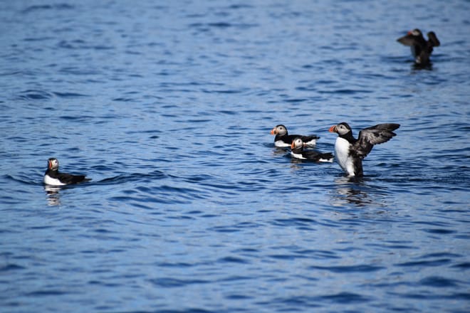 Reykjavík Classic Puffin Watching 10