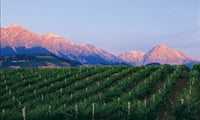 The countryside wine-growing of San Lorenzo