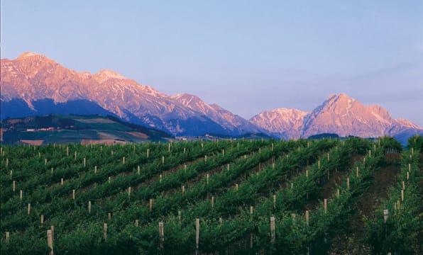 Visit and Tasting at the San Lorenzo's winery, among old houses and of its green coutryside