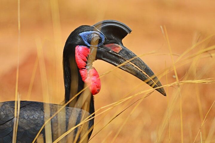 15-Day Wildlife Safari and Gorilla Trekking in Uganda