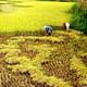 Authentic Sapa Trekking With Local Family Homestay (2d1n by bus)