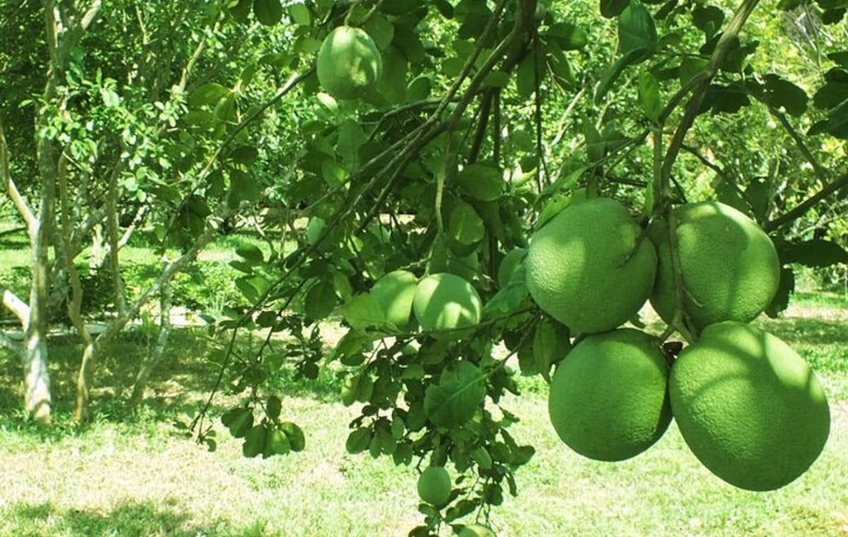 Half-day Thuy Bieu Village Cycling Adventure