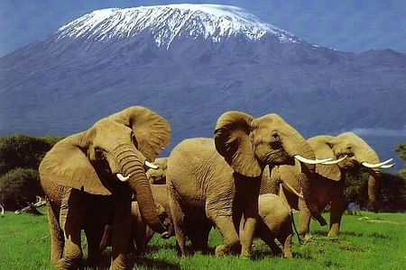 3 DAYS BEST OF AMBOSELI NATIONAL PARK,KENYA