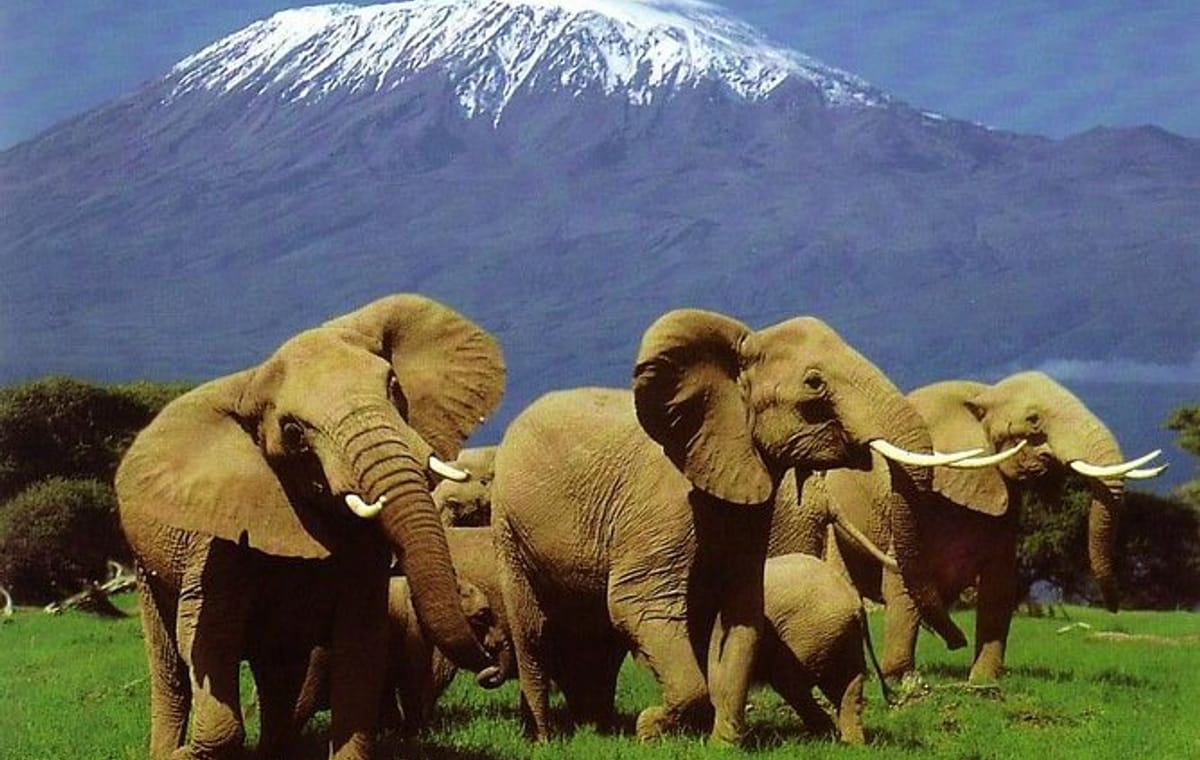 3-Day Safari Experience in Amboseli National Park, Kenya
