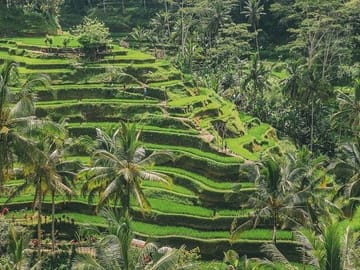 Tegalalang rice terraces