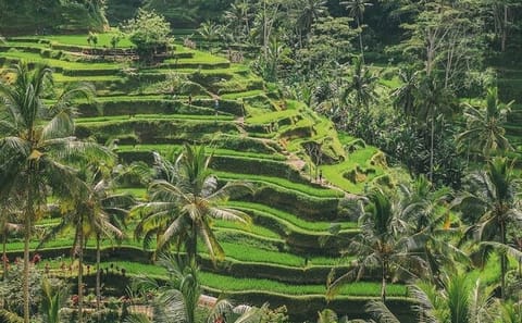 Ubud and Kintamani Cultural and Nature Tour in Bali