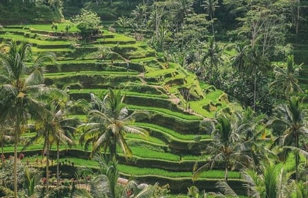 Ubud and Kintamani Cultural and Nature Tour in Bali