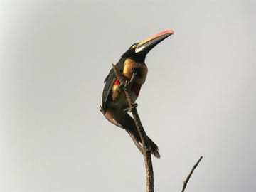 Wildlife Nature Tour at Hacienda Baru near Quepos, Costa Rica