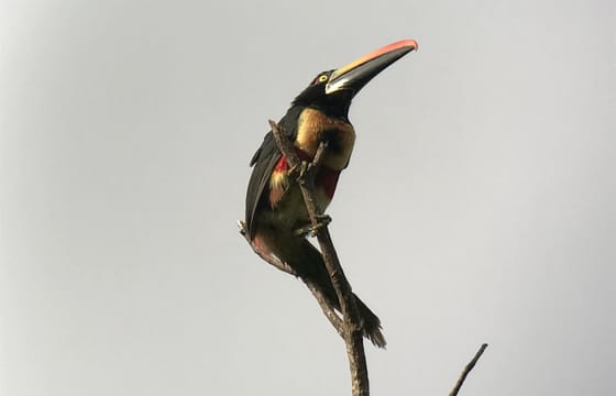 Wildlife Nature Tour at Hacienda Baru near Quepos, Costa Rica