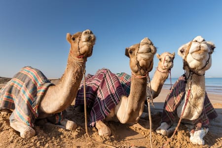Camel Ride, Bedouin Dinner & Stargazing Experience in Sharm El Sheikh