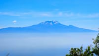 A clear view of Mount Kilimanjaro's snowy peak rising above a thick layer of white clouds under a blue sky.