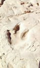 2 Days : Dinosaur’s Foot Prints in the Aït Bouguemez valley | Private & Luxury 1