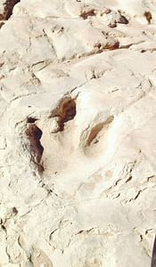 2 Days : Dinosaur’s Foot Prints in the Aït Bouguemez valley | Private & Luxury