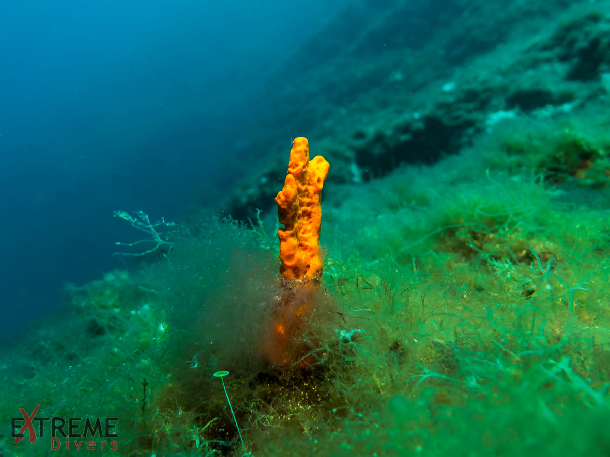 Athens Private Snorkeling and Swimming Cruise with pick up