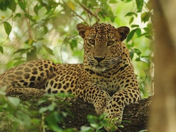 Private Full Day Wildlife Tour of Wilpattu National Park from Colombo