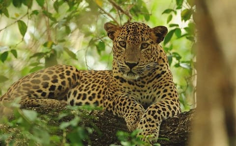 Private Full Day Wildlife Tour of Wilpattu National Park from Colombo