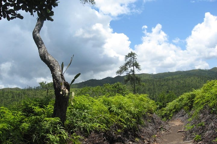 Hiking the Tiger Fern trail