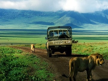 lions in serengeti