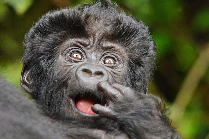 13-Day Rwenzori Mountain and Bwindi Gorilla Safari