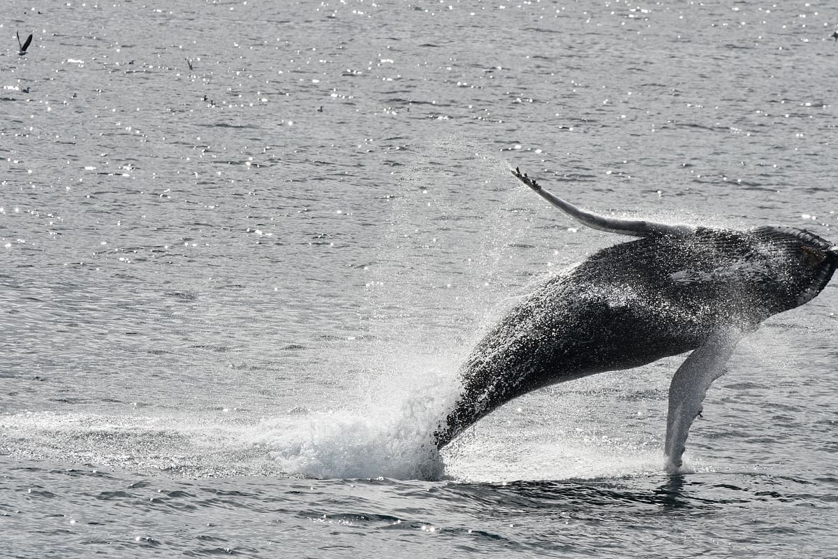 Whale Watching & Lava Show Reykjavik: Nature's Breathtaking Spectacle