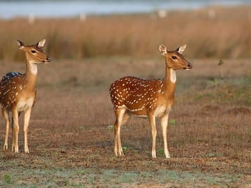 Wilpattu-Jeep-Safari-and-Anuradhapura-Day-Tour-From-Sigiriya-1