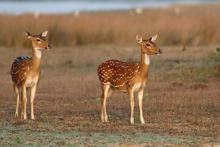 Wilpattu National Park Jeep Safari & Anuradhapura Heritage Tour from Sigiriya