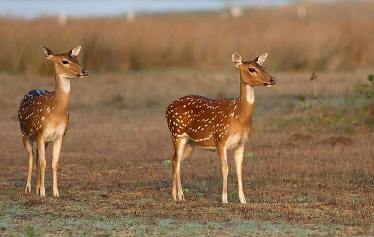 Wilpattu Jeep Safari and Anuradhapura Day Tour From Sigiriya