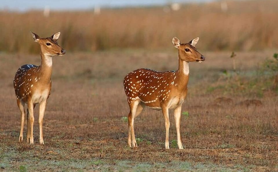 Wilpattu Jeep Safari and Anuradhapura Tour from Sigiriya