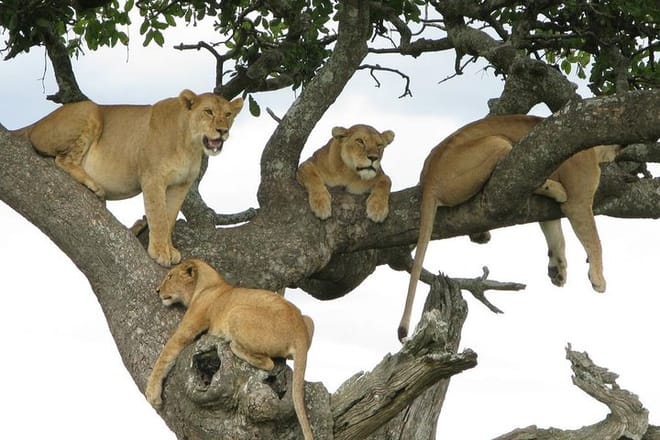 Lake Manyara National Park Day Trip From Arusha 8