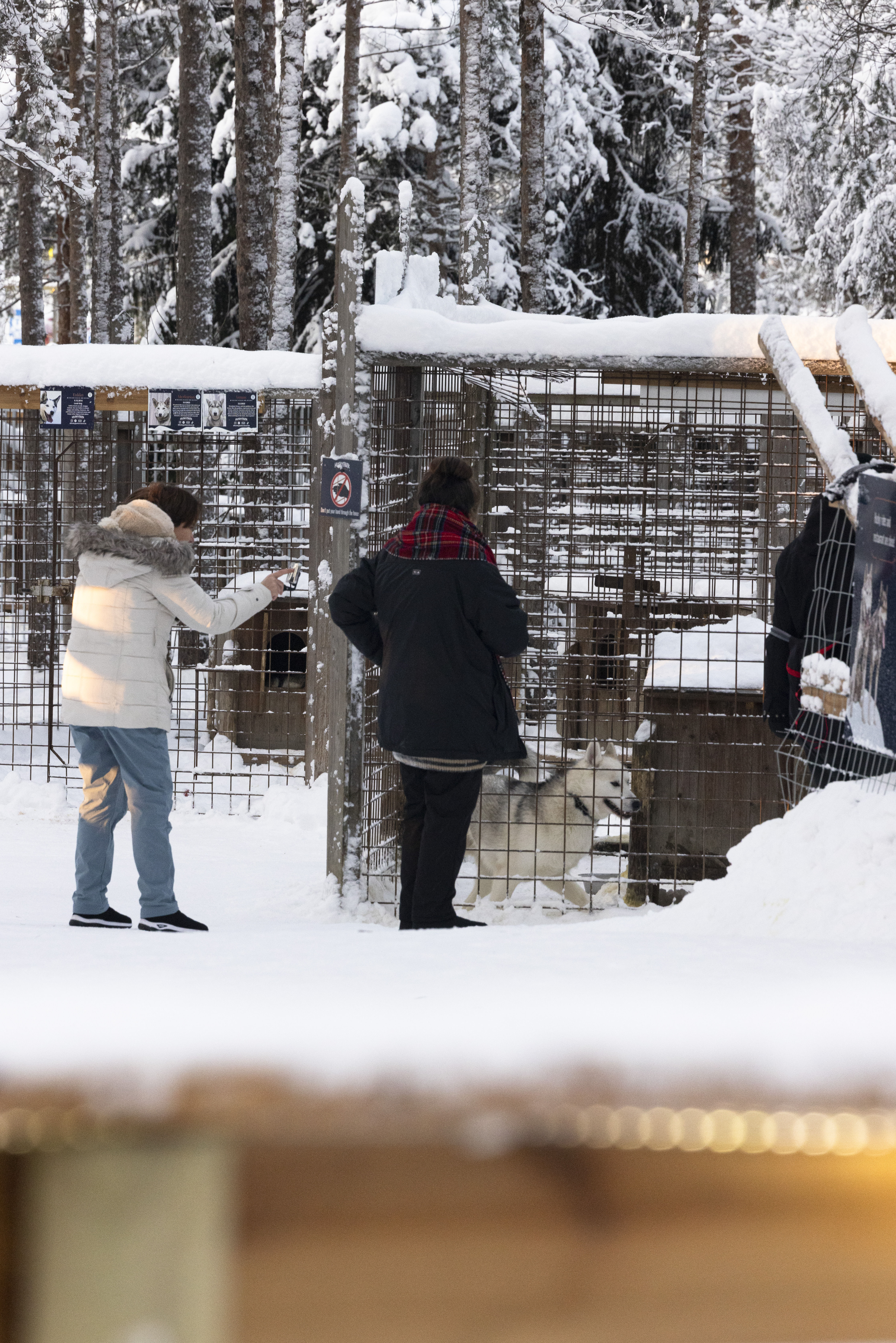 Siberian Husky, Husky Park visit, Rovaniemi Lapland