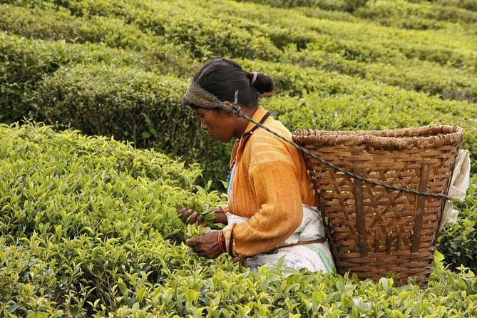 19 Days Mera Peak Climbing & Expedition – One Life-Changing Himalayan Adventure