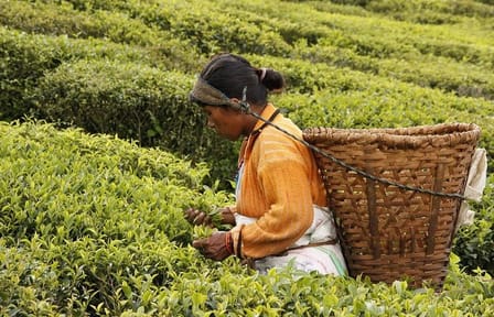 Family Escape to Ilam: 7 Days of Tea Trails & Tranquility