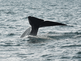 Húsavík: Small-Family Run, Responsible Whale Watching, photo 36