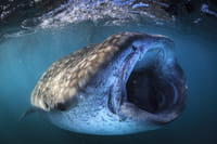 Whale Shark Snorkeling Tour from Cancun and Riviera Maya 8