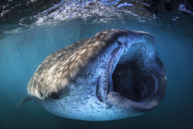 Whale Shark Snorkeling Tour from Cancun and Riviera Maya 8