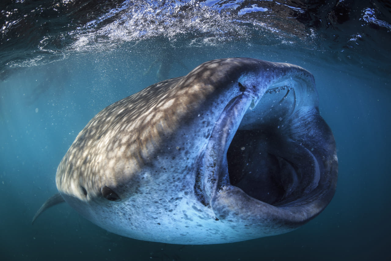 Whale Shark Snorkeling Tour from Cancun and Riviera Maya 8