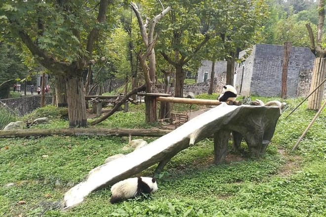Private Chengdu Panda Base Day Tour by Round-way Flight from Guangzhou 2