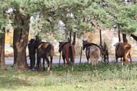 Horseback Riding Experience in Carlos Keen 9