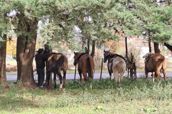 Horseback Riding Experience in Carlos Keen 9