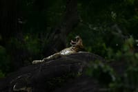 Wilpattu National Park from Colombo 6