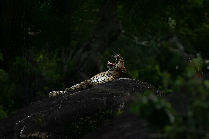 Wilpattu National Park from Colombo 6