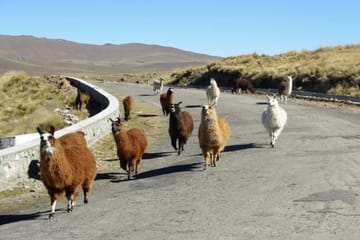 Half-Day Scenic Tour of Tafi del Valle from Tucumán