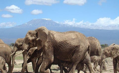 7 DAYS AMAZING SAFARIT TO MAASAI MARA NAKURU NAIVASHA AND AMBOSELI PARKS