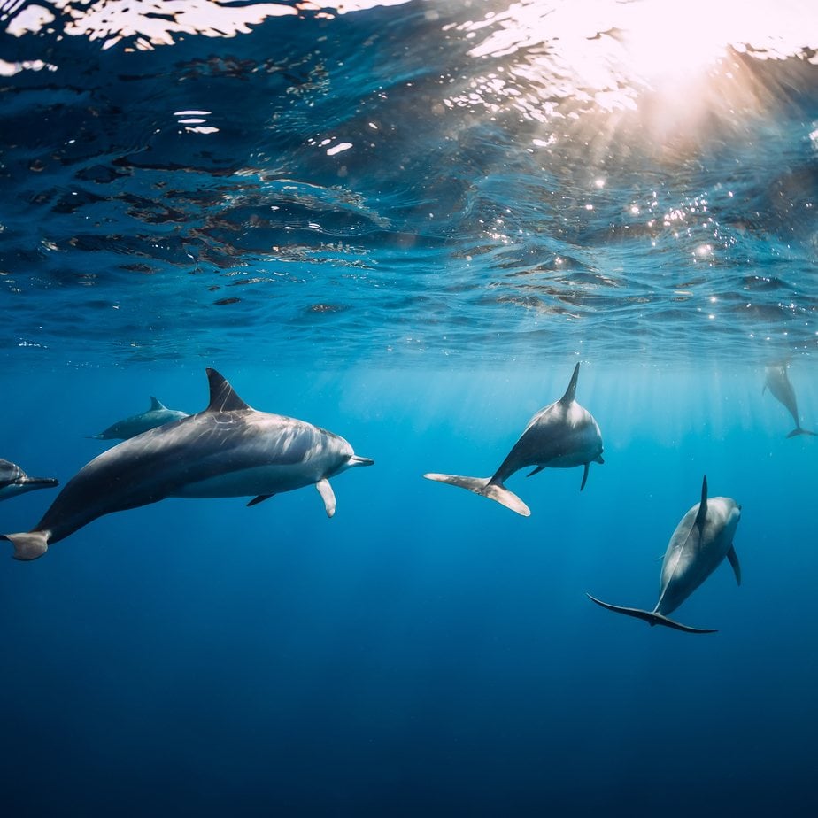 West Coast Dolphins & Crystal Rock Catamaran – Harris Wilson II