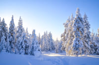 Wilderness Survival Tour with Wild About Lapland