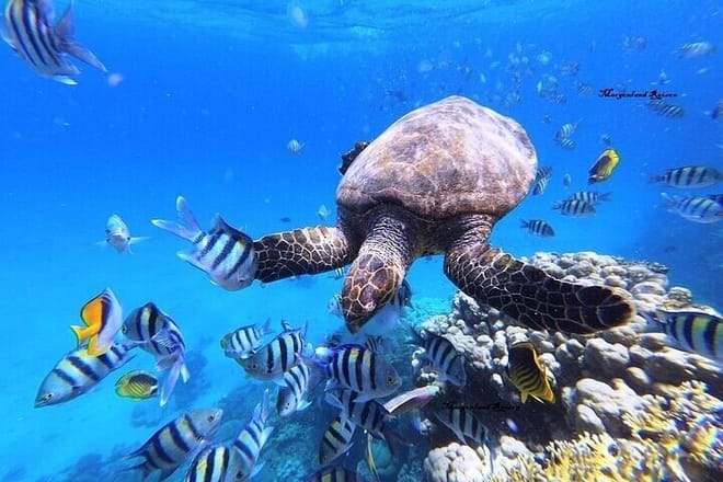 Private Abu Dabbab Snorkeling with Turtles &amp; Transfer - Hurghada